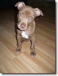 American Pit Bull Terrier