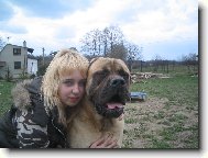 English Mastiff \\\\\(Dog standard\\\\\)