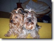 Jorkrsk terier, Yorkshire Terrier,