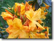 Rododendron, Azalka