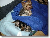 Jorkrsk terier, Yorkshire Terrier,