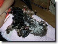 Jorkrsk terier, Yorkshire Terrier,