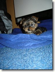 Jorkrsk terier, Yorkshire Terrier,