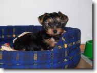 Jorkrsk terier, Yorkshire Terrier,