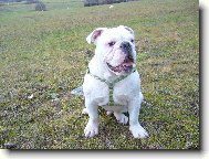English Bulldog \(Dog standard\)