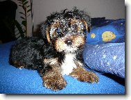 Jorkrsk terier, Yorkshire Terrier,