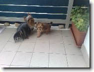 Jorkrsk terier, Yorkshire Terrier,