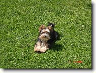 Jorkrsk terier, Yorkshire Terrier,