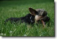 Jorkrsk terier, Yorkshire Terrier,