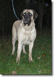 English Mastiff \\\\\(Dog standard\\\\\)