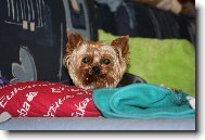 Jorkrsk terier, Yorkshire Terrier,