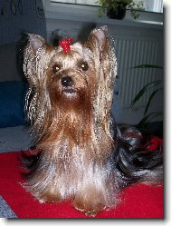 Jorkrsk terier, Yorkshire Terrier,