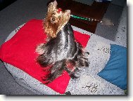 Jorkrsk terier, Yorkshire Terrier,