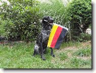 German shorthaired pointing dog \(Dog standard\)