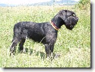 Riesenschnauzer