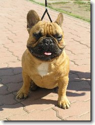 French bulldog \\\\\\\\\\\\\\\\\\\\\\\\\\\\\\\\\\\\\\\\\\\\\\\\\\\\\\\\\\\\\\\\\\\\\\\\\\\\\\\\\\\\\(Dog standard\\\\\\\\\\\\\\\\\\\\\\\\\\\\\\\\\\\\\\\\\\\\\\\\\\\\\\\\\\\\\\\\\\\\\\\\\\\\\\\\\\\\\)