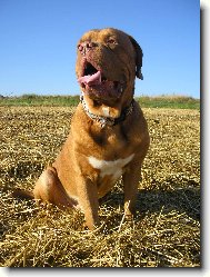 Dogue de Bordeaux \\\\\\\\\\\\\\\\\\\\\\\\\\\\\\\\\\\\\\\\\\\\\\\\\\\\\\\\\\\\\\\\\\\\\\\\\\\\\\\\\\\\\(Dog standard\\\\\\\\\\\\\\\\\\\\\\\\\\\\\\\\\\\\\\\\\\\\\\\\\\\\\\\\\\\\\\\\\\\\\\\\\\\\\\\\\\\\\)