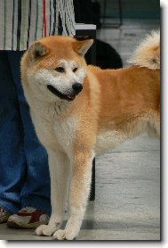 Japanese akita \\\\\(Dog standard\\\\\)