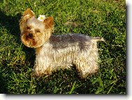 Jorkrsk terier, Yorkshire Terrier,