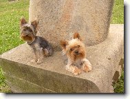 Jorkrsk terier, Yorkshire Terrier,