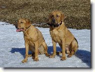 Tosa Inu, Japanese Fighting Dog