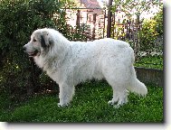 Pyrenean mountain dog \(Dog standard\)