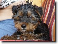 Jorkrsk terier, Yorkshire Terrier,