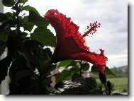 Hibiscus rosa-sinensis