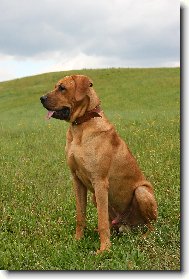 Tosa Inu, Japanese Fighting Dog