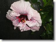 Hibiscus rosa-sinensis