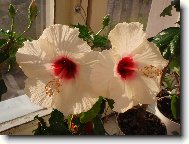 Hibiscus rosa-sinensis