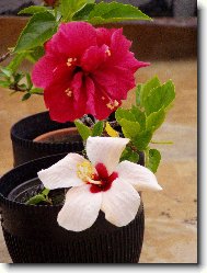 Hibiscus rosa-sinensis