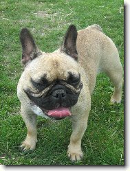 French bulldog \\\\\\\\\\\\\\\\\\\\\\\\\\\\\\\\\\\\\\\\\\\\\\\\\\\\\\\\\\\\\\\\\\\\\\\\\\\\\\\\\\\\\(Dog standard\\\\\\\\\\\\\\\\\\\\\\\\\\\\\\\\\\\\\\\\\\\\\\\\\\\\\\\\\\\\\\\\\\\\\\\\\\\\\\\\\\\\\)