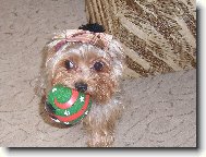 Jorkrsk terier, Yorkshire Terrier,