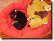 Jorkrsk terier, Yorkshire Terrier,