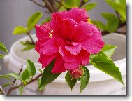 Hibiscus rosa-sinensis