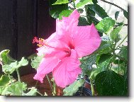 Hibiscus rosa-sinensis