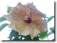 Hibiscus rosa-sinensis