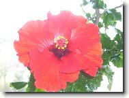 Hibiscus rosa-sinensis