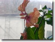 Hibiscus rosa-sinensis