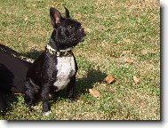 French bulldog \\\\\\\\\\\\\\\\\\\\\\\\\\\\\\\\\\\\\\\\\\\\\\\\\\\\\\\\\\\\\\\\\\\\\\\\\\\\\\\\\\\\\(Dog standard\\\\\\\\\\\\\\\\\\\\\\\\\\\\\\\\\\\\\\\\\\\\\\\\\\\\\\\\\\\\\\\\\\\\\\\\\\\\\\\\\\\\\)