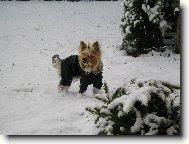 Jorkrsk terier, Yorkshire Terrier,