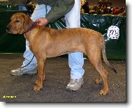 Tosa Inu, Japanese Fighting Dog