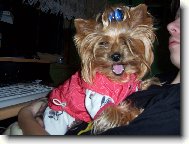 Jorkrsk terier, Yorkshire Terrier,