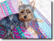 Jorkrsk terier, Yorkshire Terrier,