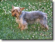 Jorkrsk terier, Yorkshire Terrier,