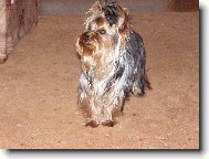 Jorkrsk terier, Yorkshire Terrier,