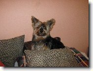 Jorkrsk terier, Yorkshire Terrier,