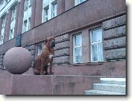 Tosa Inu, Japanese Fighting Dog