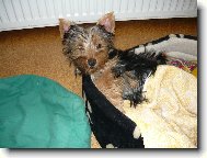 Jorkrsk terier, Yorkshire Terrier,